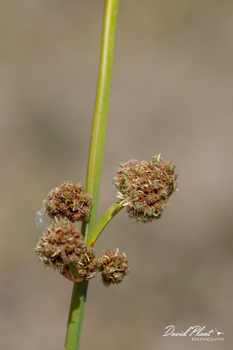 David Plant Photography - Wildlife Photography - Round-headed club-rush - F.jpg - Round-headed club-rush, Scirpoides holoschoenus - Devon