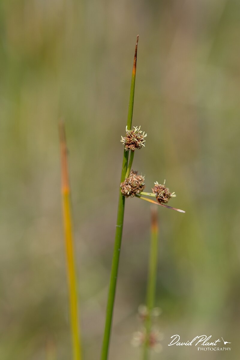 David Plant Photography - Wildlife Photography - Round-headed club-rush - G.jpg - Round-headed club-rush, Scirpoides holoschoenus - Devon