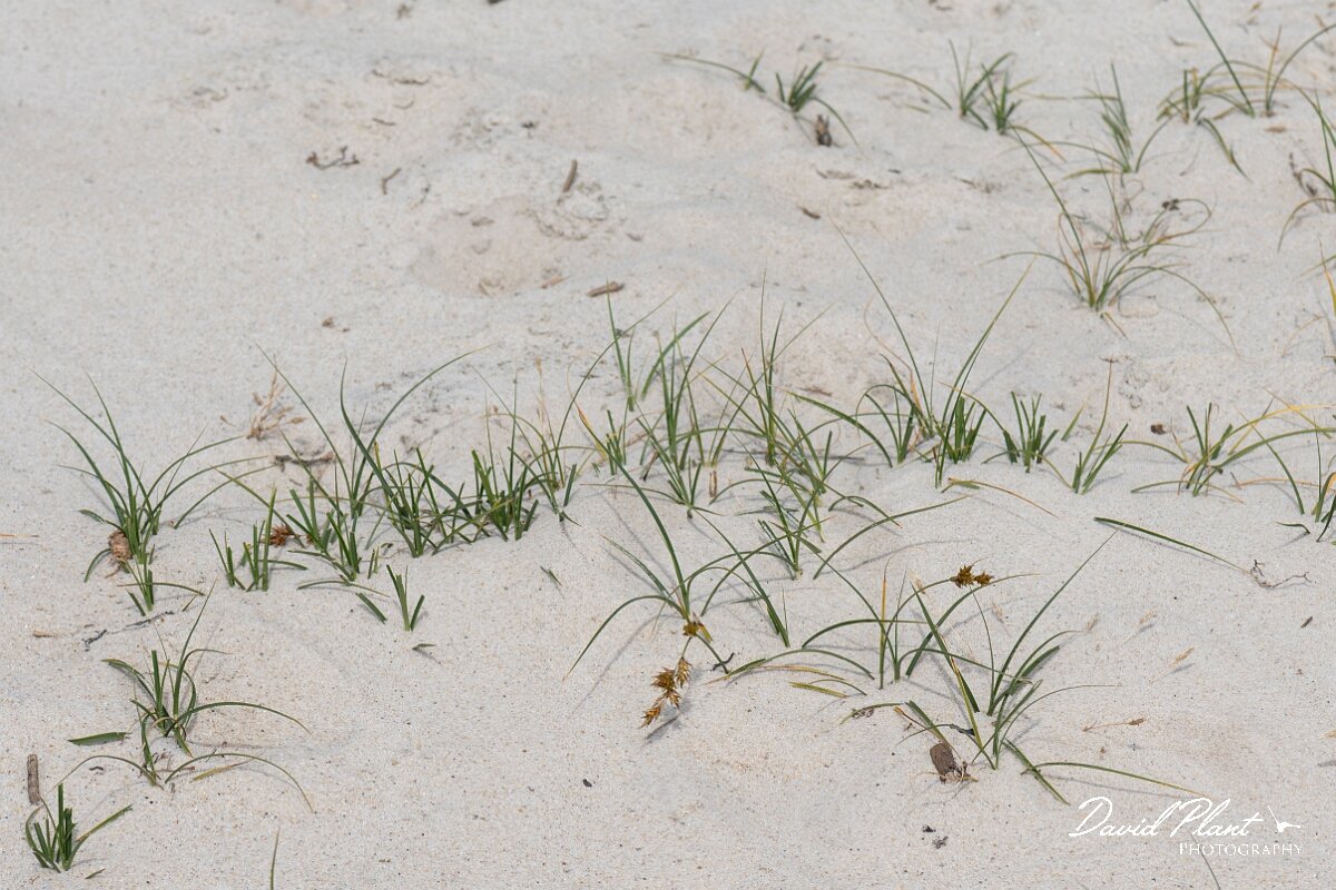 David Plant Photography - Wildlife Photography - Sand sedge - B.jpg - Sand sedge, Carex arenaria - Dorset