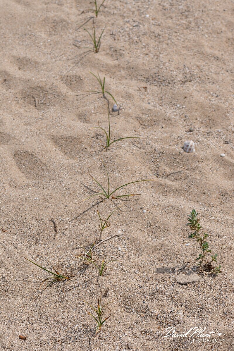 David Plant Photography - Wildlife Photography - Sand sedge - C.jpg - Sand sedge, Carex arenaria - Devon