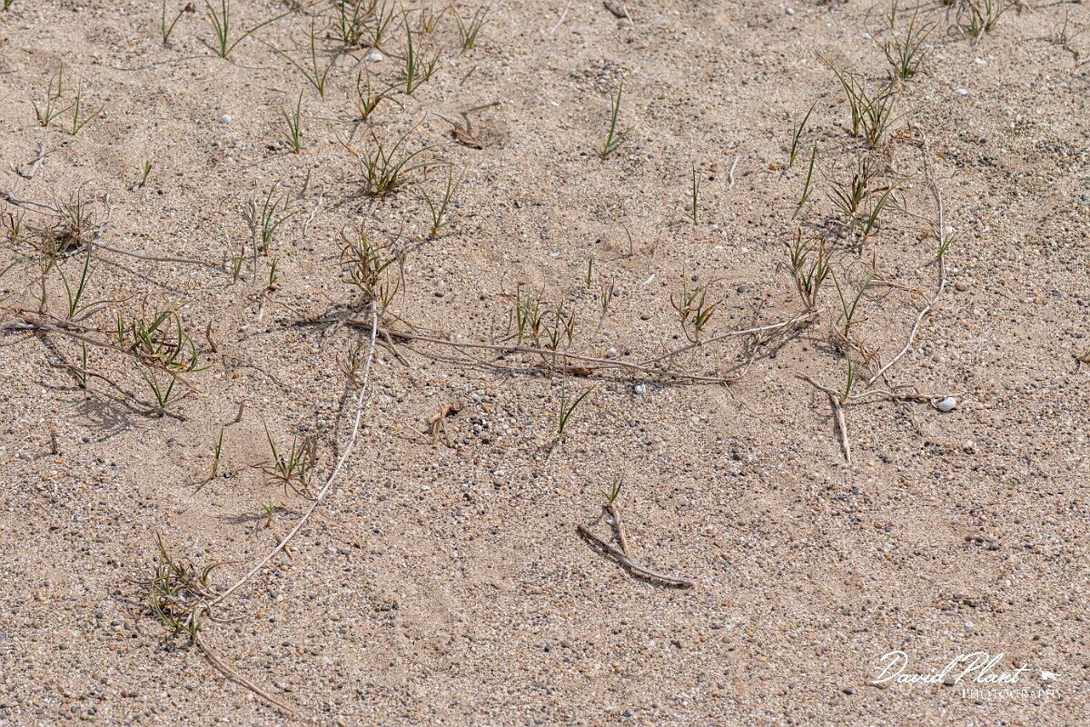 David Plant Photography - Wildlife Photography - Sand sedge - D.jpg - Sand sedge, Carex arenaria - Devon