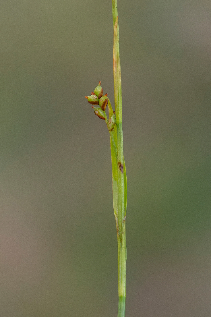 David Plant Photography - Wildlife Photography - Sheathed sedge - E.JPG - Sheathed sedge - Cairngorms