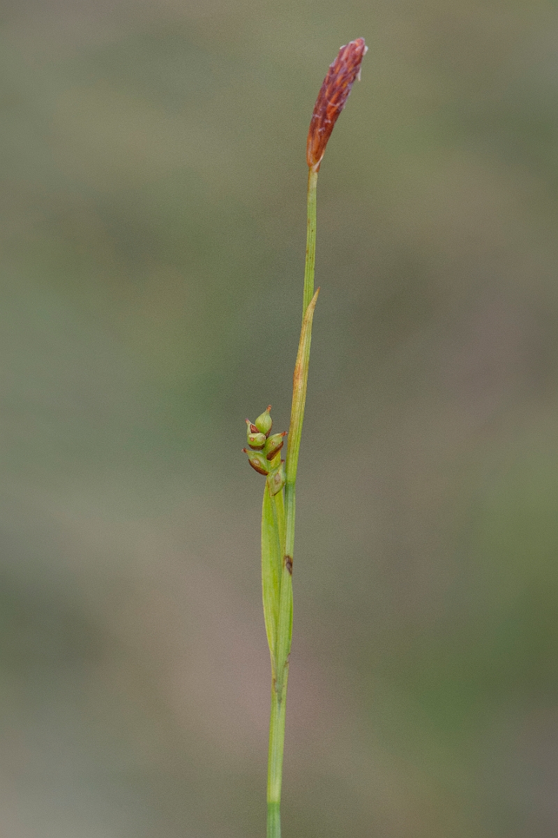David Plant Photography - Wildlife Photography - Sheathed sedge - F.JPG - Sheathed sedge - Cairngorms