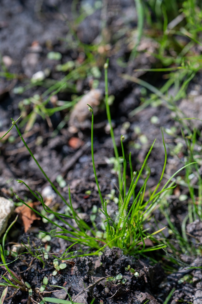 David Plant Photography - Wildlife Photography - Slender club-rush - B.jpg - Slender club-rush - Hampshire