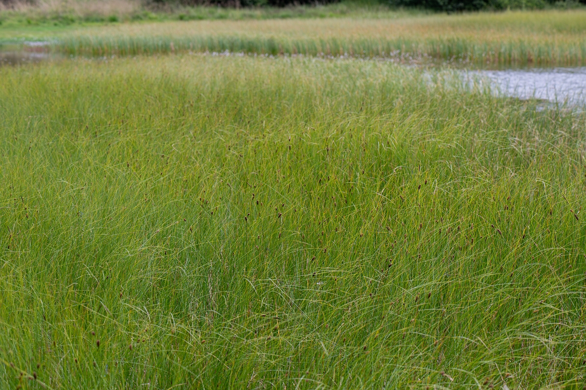 David Plant Photography - Wildlife Photography - Slender sedge - A.jpg - Slender sedge - Cairngorms