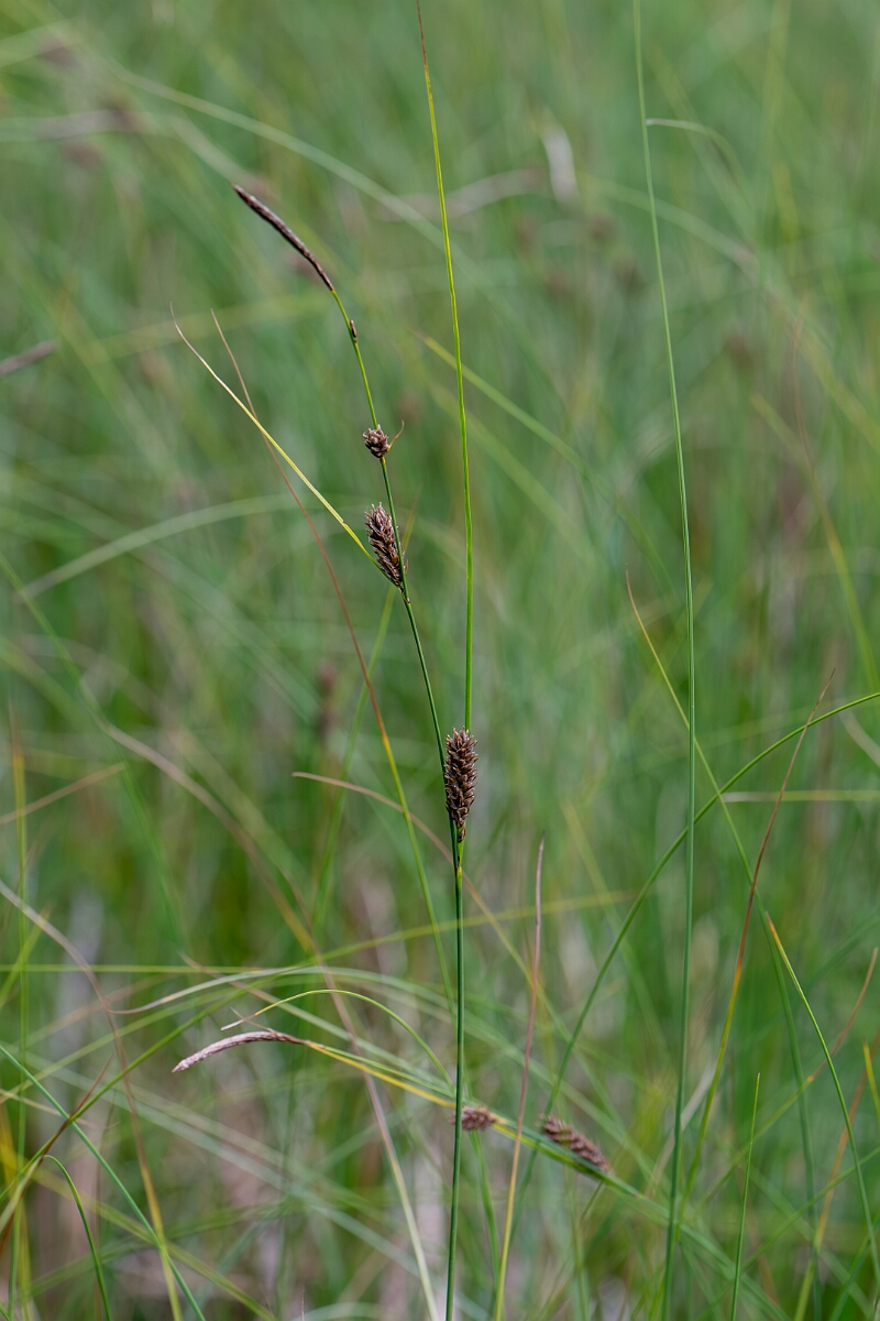 David Plant Photography - Wildlife Photography - Slender sedge - B.jpg - Slender sedge - Cairngorms