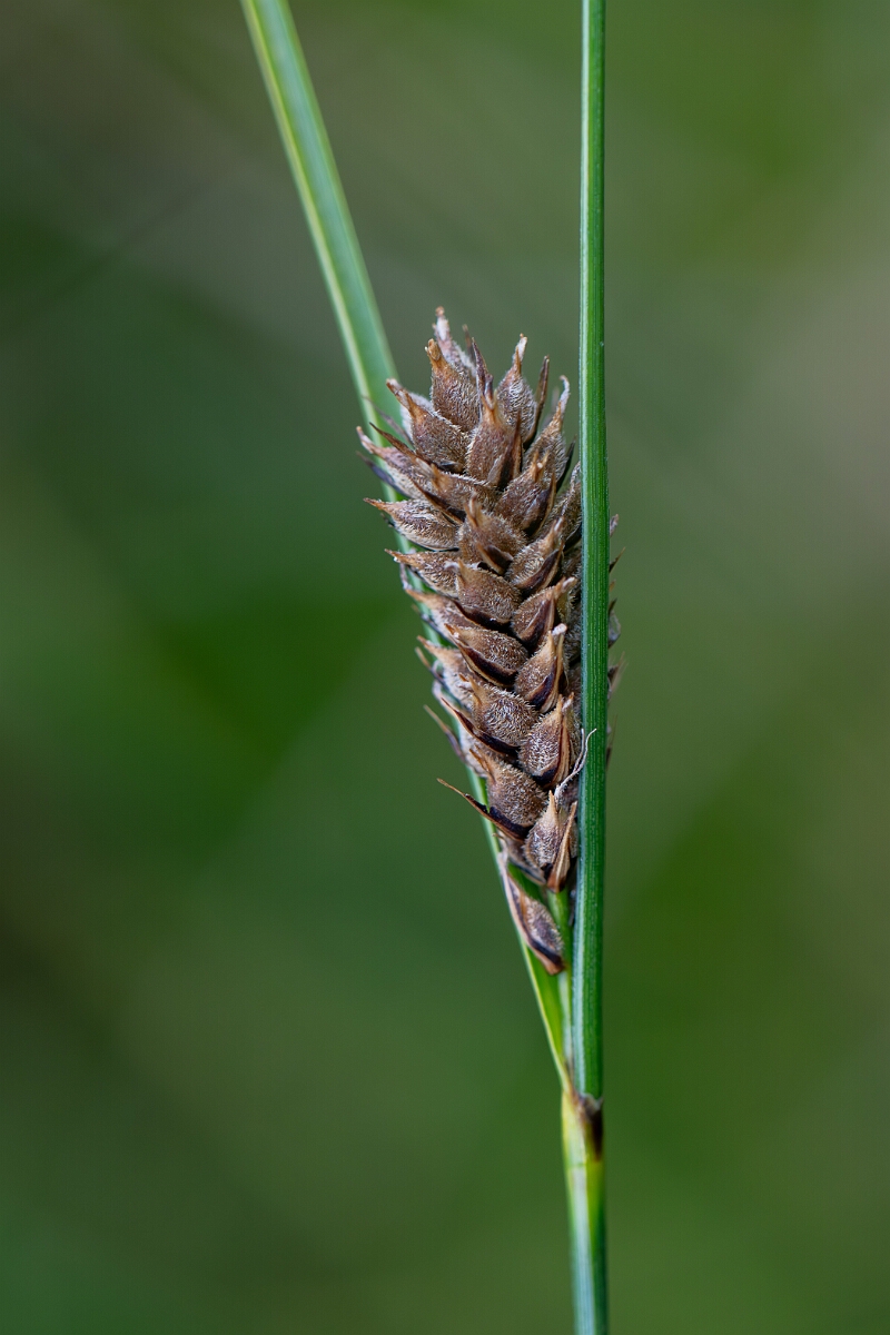 David Plant Photography - Wildlife Photography - Slender sedge - C.jpg - Slender sedge - Cairngorms