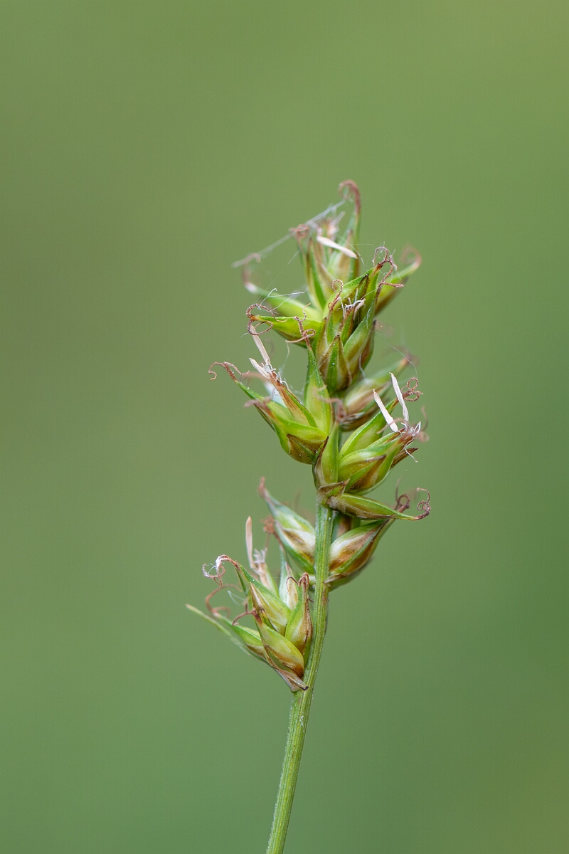 David Plant Photography - Wildlife Photography - Spiked sedge - A.jpg - Spiked sedge, Carex spicata, flower spike - Somerset
