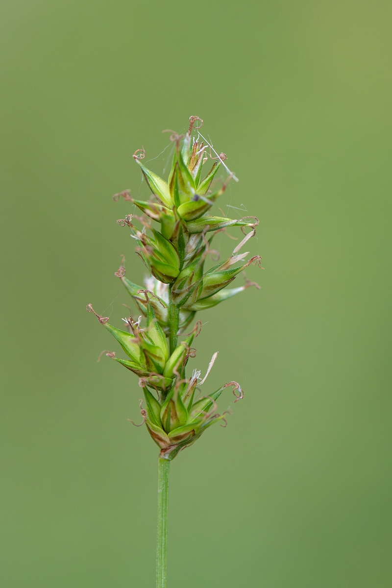 David Plant Photography - Wildlife Photography - Spiked sedge - B.jpg - Spiked sedge, Carex spicata, flower spike - Somerset