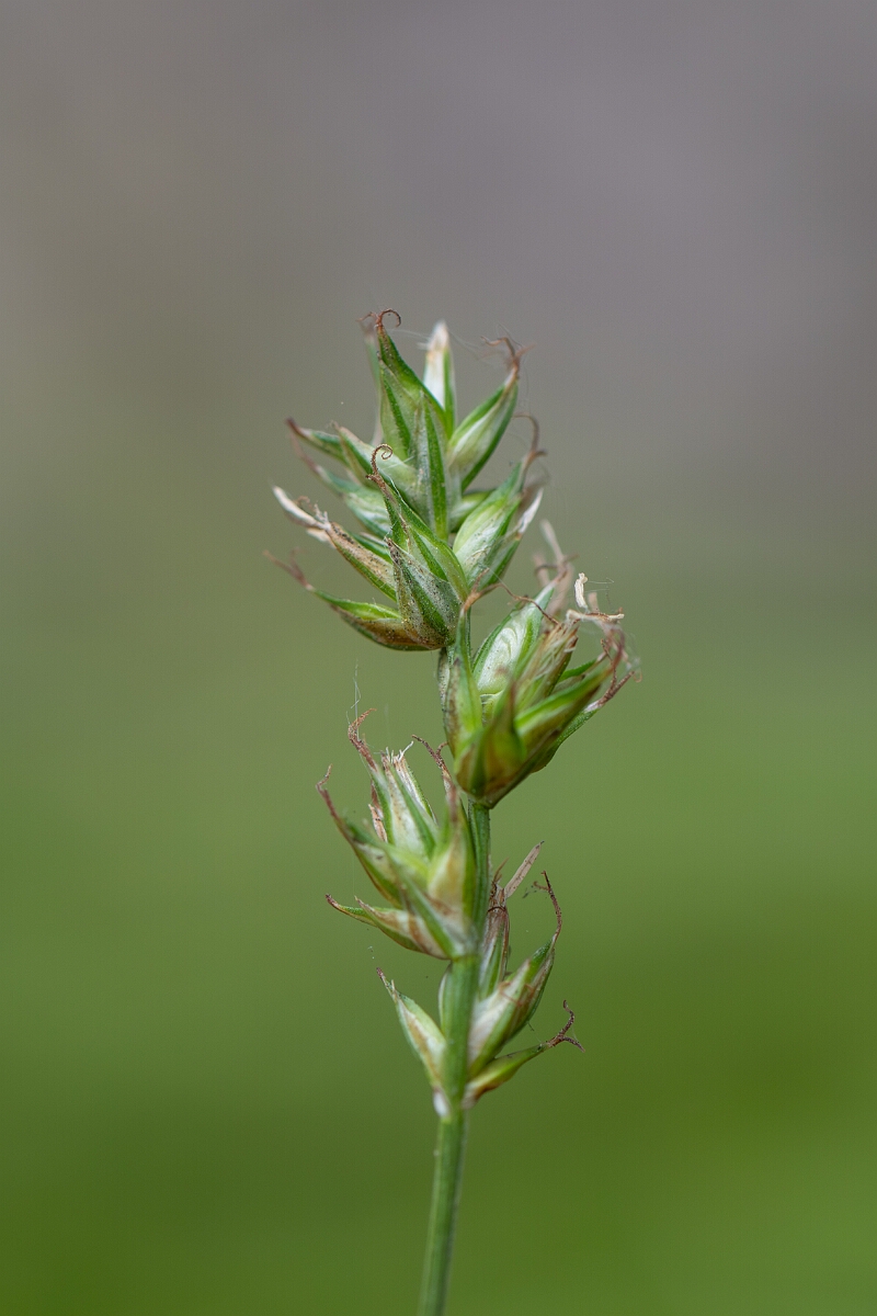 David Plant Photography - Wildlife Photography - Spiked sedge - C.jpg - Spiked sedge, Carex spicata, flower spike - Somerset