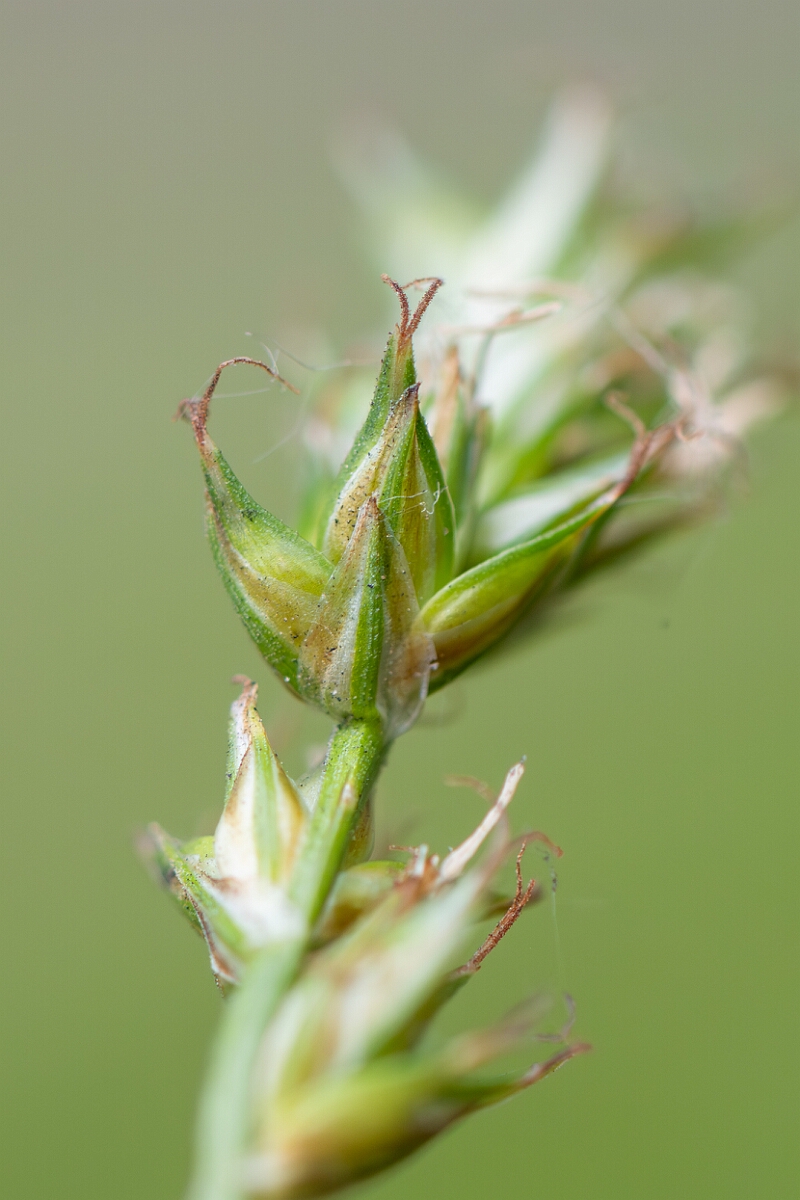 David Plant Photography - Wildlife Photography - Spiked sedge - E.jpg - Spiked sedge, Carex spicata, utricle - Somerset