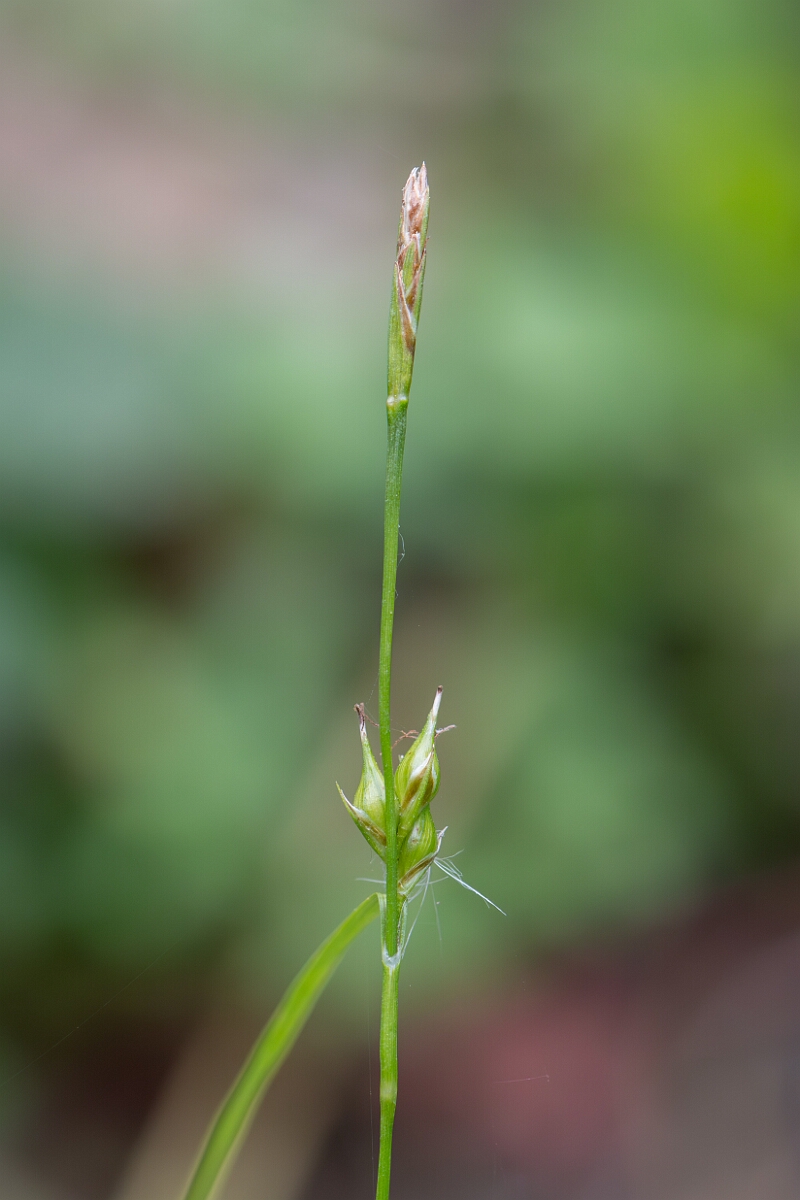 David Plant Photography - Wildlife Photography - Starved wood sedge - A.jpg - Starved wood sedge, Carex depauperata, flower spike - Somerset