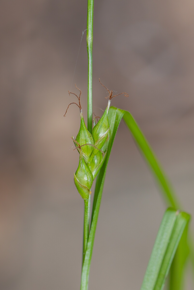 David Plant Photography - Wildlife Photography - Starved wood sedge - B.jpg - Starved wood sedge, Carex depauperata, utricles - Somerset