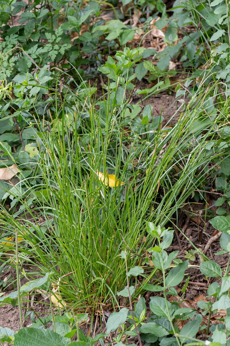David Plant Photography - Wildlife Photography - Starved wood sedge - C.jpg - Starved wood sedge, Carex depauperata, plant - Somerset