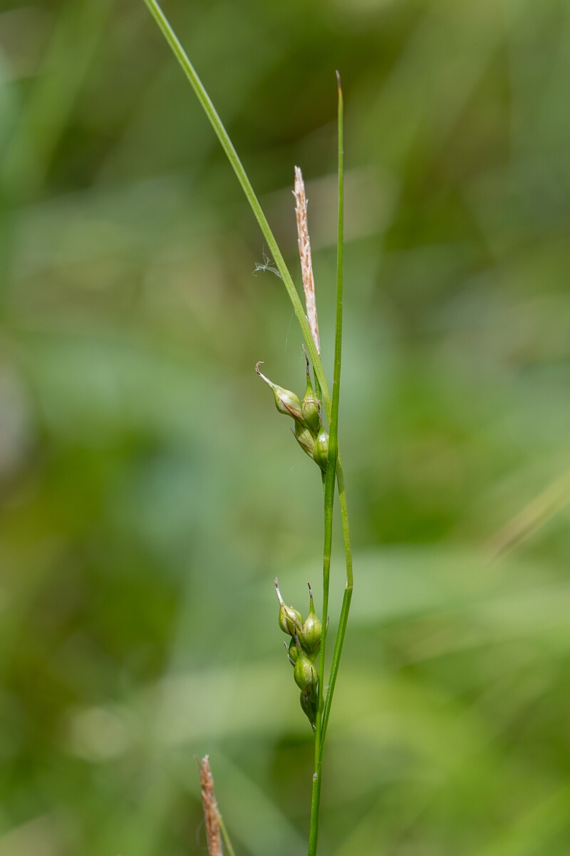 David Plant Photography - Wildlife Photography - Starved wood sedge - D.jpg - Starved wood sedge, Carex depauperata, flower spike - Somerset