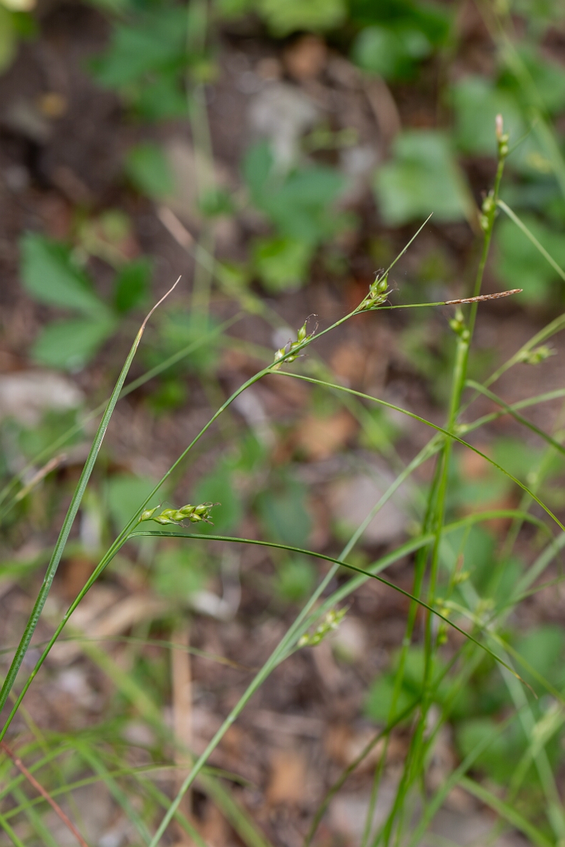 David Plant Photography - Wildlife Photography - Starved wood sedge - E.jpg - Starved wood sedge, Carex depauperata, flower spike - Somerset