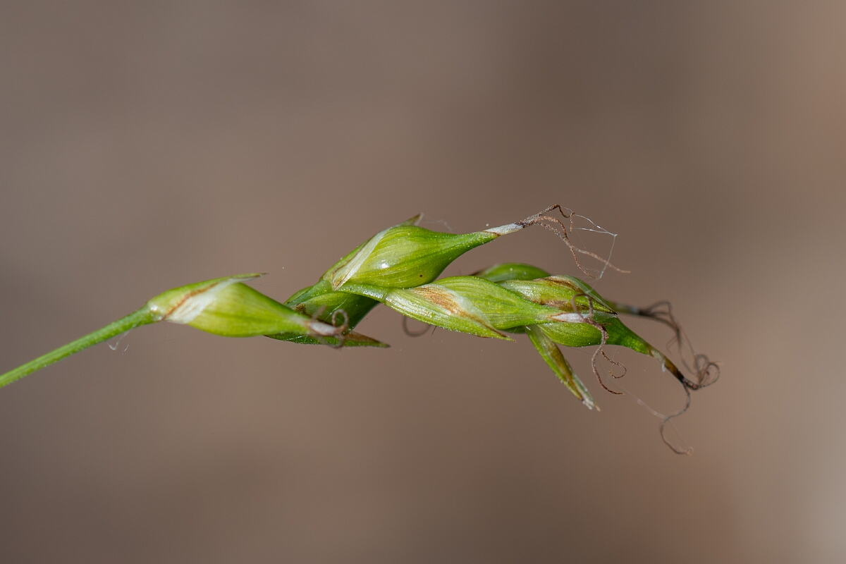 David Plant Photography - Wildlife Photography - Starved wood sedge - G.jpg - Starved wood sedge, Carex depauperata, utricles - Somerset