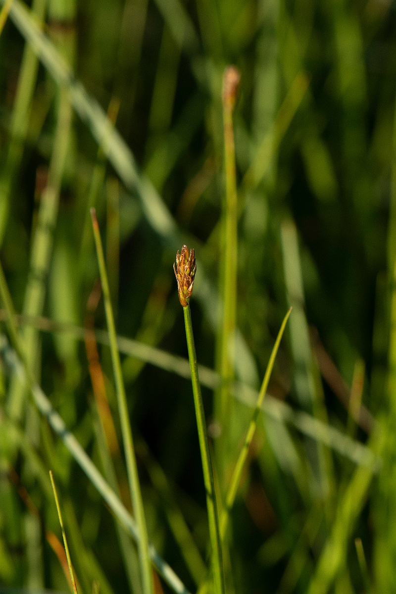 David Plant Photography - Wildlife Photography - String sedge - D.JPG - String sedge - Highlands