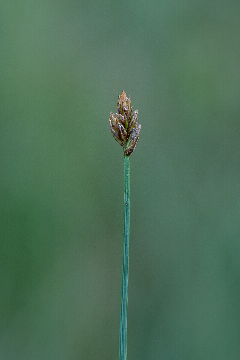 David Plant Photography - Wildlife Photography - String sedge - F.jpg - String sedge - Highland