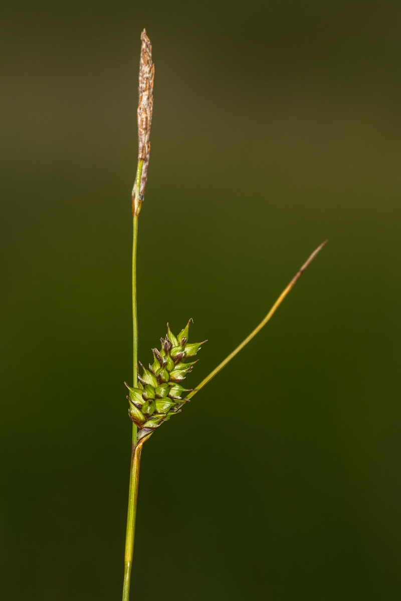 David Plant Photography - Wildlife Photography - Tawny sedge - B.jpg - Tawny sedge - Ayrshire