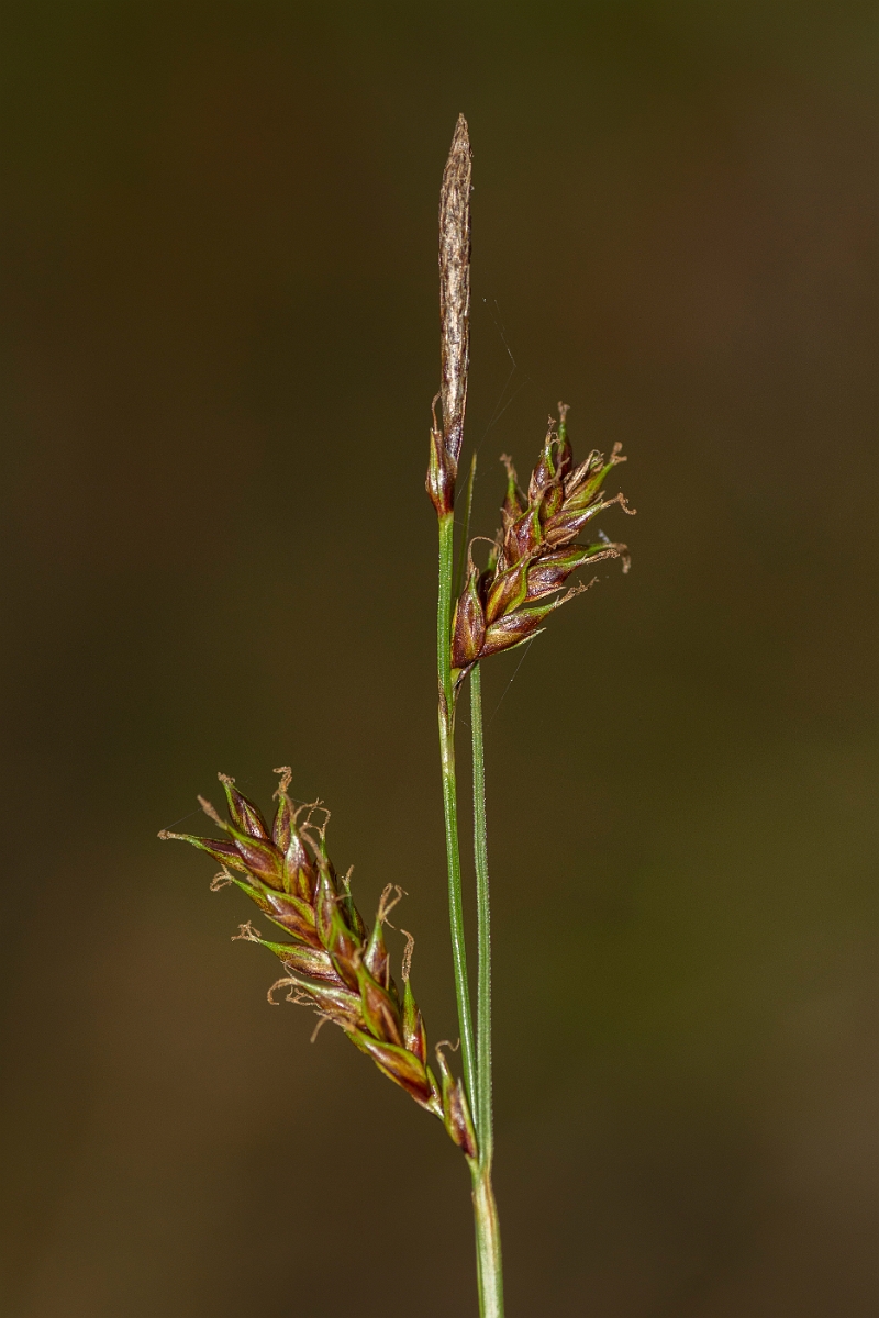 David Plant Photography - Wildlife Photography - Tawny sedge - D.jpg - Tawny sedge - Perth and Kinross