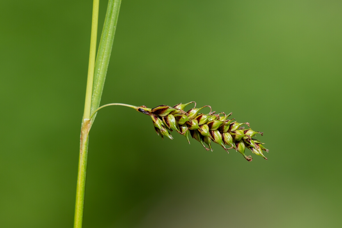 David Plant Photography - Wildlife Photography - Tawny sedge - E.jpg - Tawny sedge, Carex hostiana - Hampshire