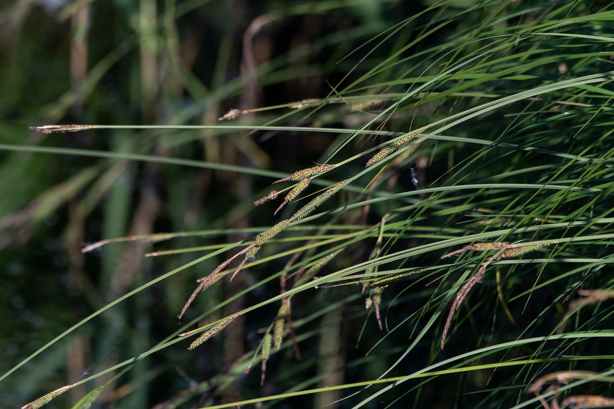 David Plant Photography - Wildlife Photography - Tufted sedge - A.JPG - Tufted sedge - Cambridgeshire