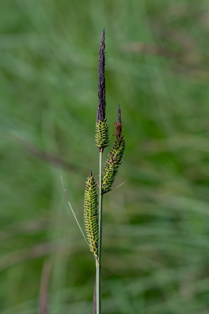 David Plant Photography - Wildlife Photography - Tufted sedge - D.jpg - Tufted sedge - Norfolk