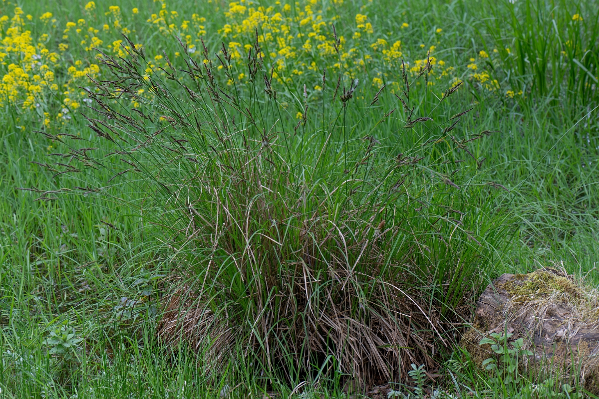 David Plant Photography - Wildlife Photography - Tufted sedge - E.jpg - Tufted sedge - Norfolk