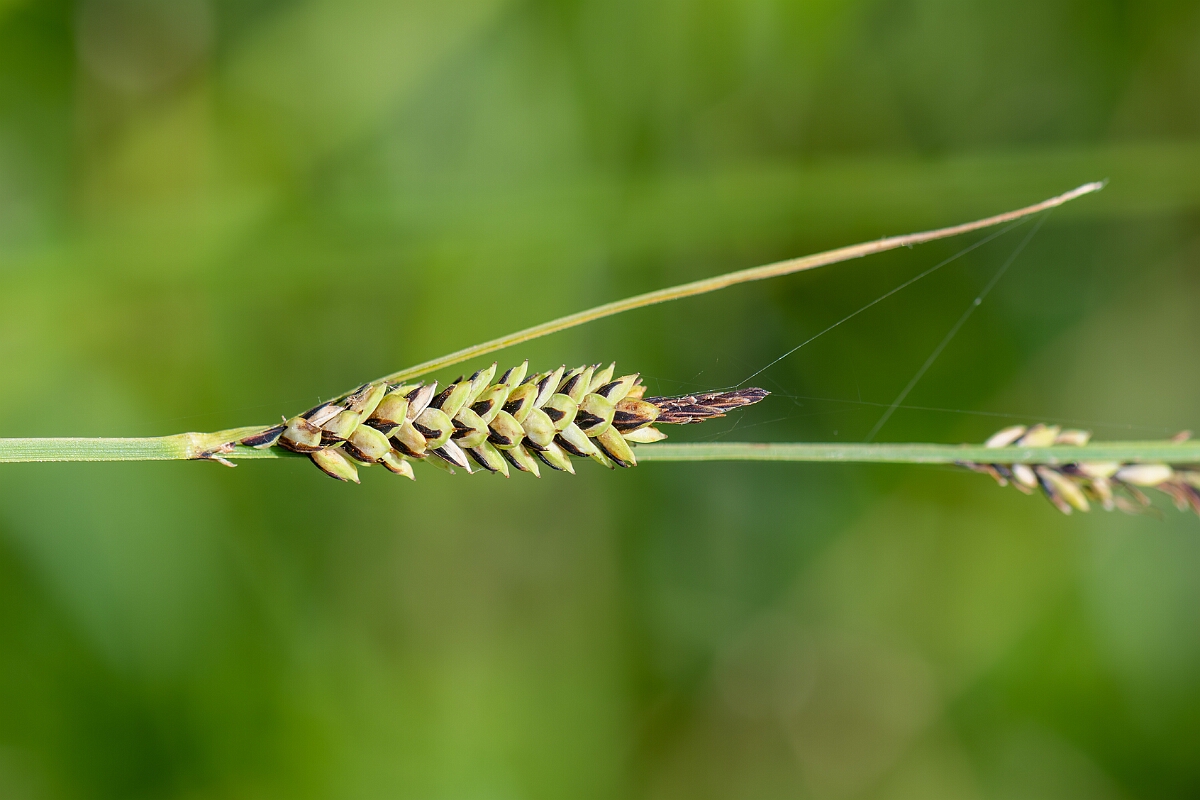 David Plant Photography - Wildlife Photography - Tufted sedge - G.jpg - Tufted sedge, Carex elata, inflorescence - Suffolk