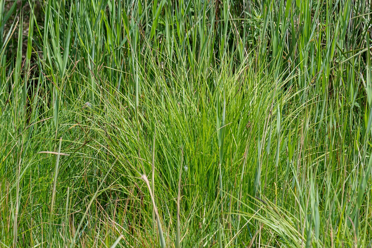 David Plant Photography - Wildlife Photography - Tufted sedge - H.jpg - Tufted sedge, Carex elata, plant - Suffolk