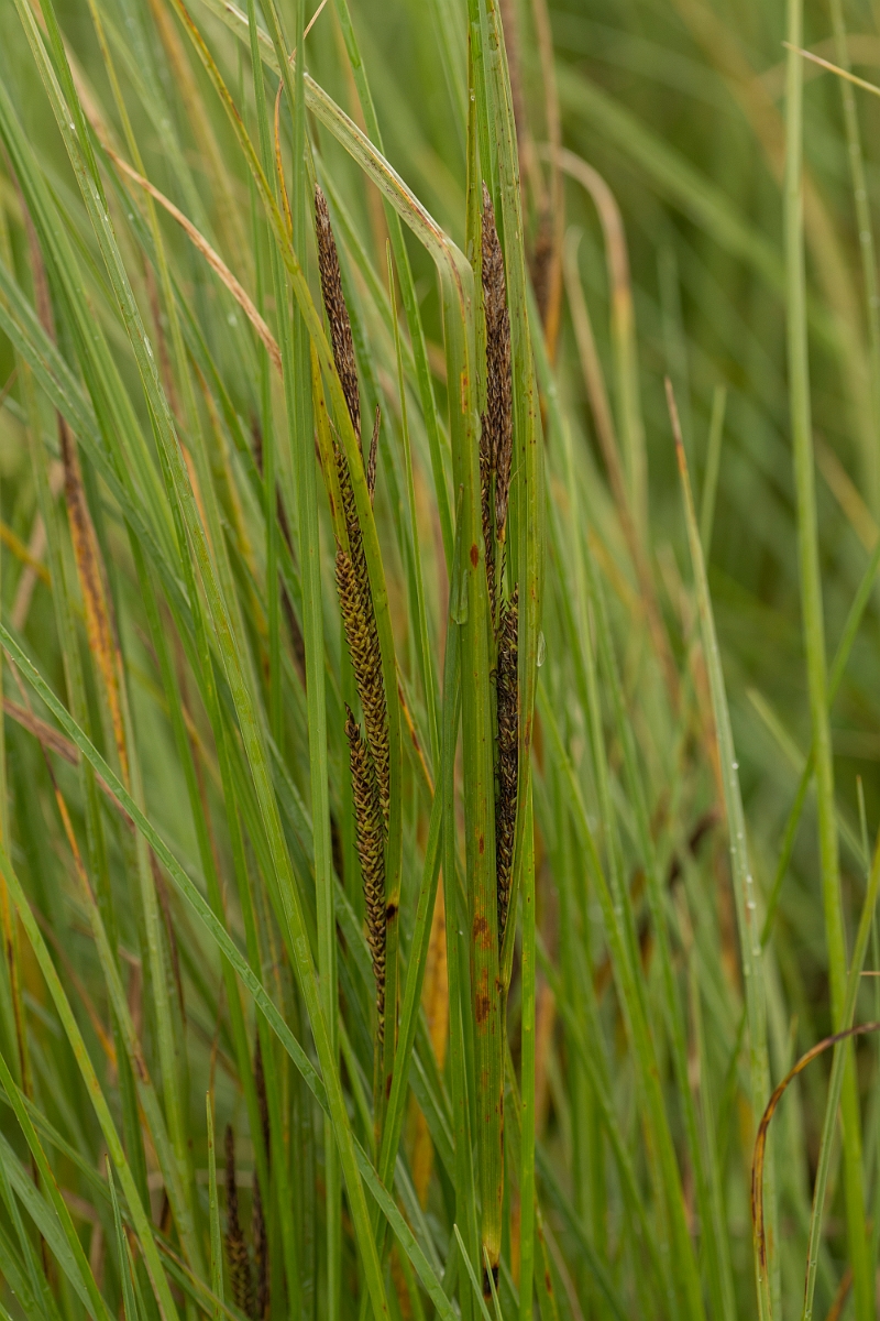 David Plant Photography - Wildlife Photography - Water sedge - A.jpg - Water sedge - Ayrshire