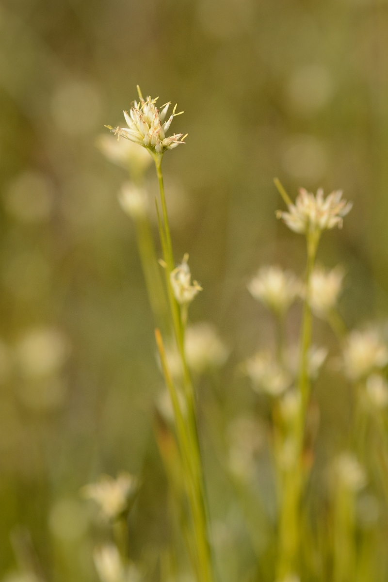 David Plant Photography - Wildlife Photography - White beak-sedge - D.jpg - White beak-sedge - Dorset