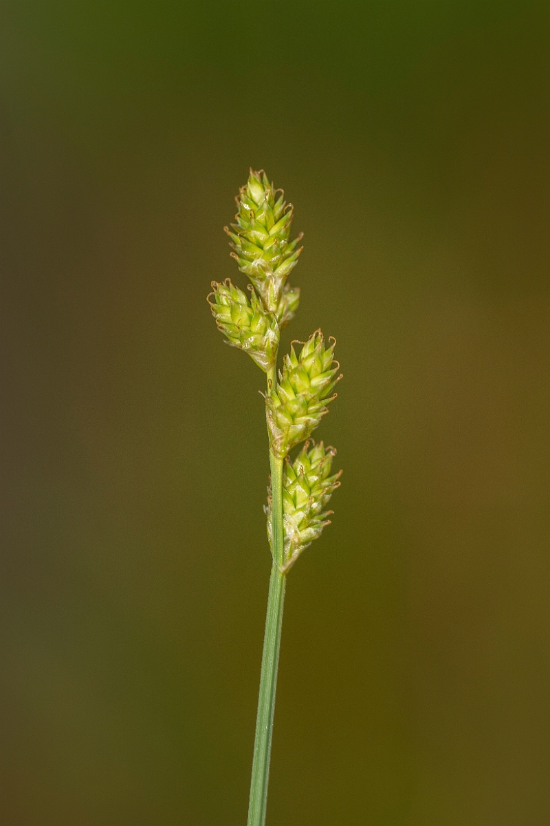 David Plant Photography - Wildlife Photography - White sedge - A.jpg - White sedge - Ayrshire