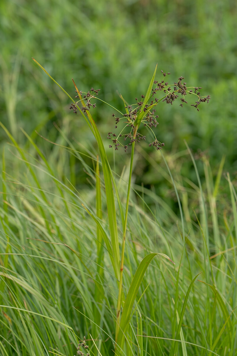 David Plant Photography - Wildlife Photography - Wood club-rush - C.jpg - Wood club-rush - Loch Lomond