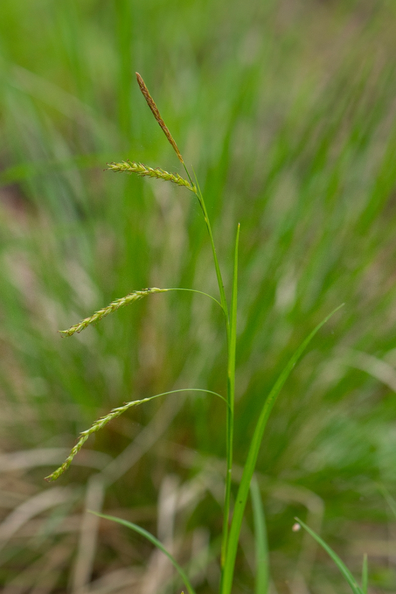 David Plant Photography - Wildlife Photography - Wood sedge - A.JPG - Wood sedge - Bedfordshire