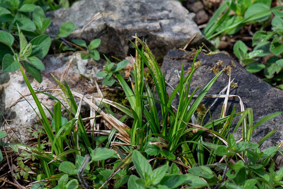 David Plant Photography - Wildlife Photography - Wood sedge - C.jpg - Wood sedge, plant - Avon