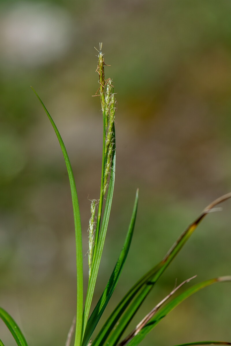 David Plant Photography - Wildlife Photography - Wood sedge - D.jpg - Wood sedge, flower spike - Avon