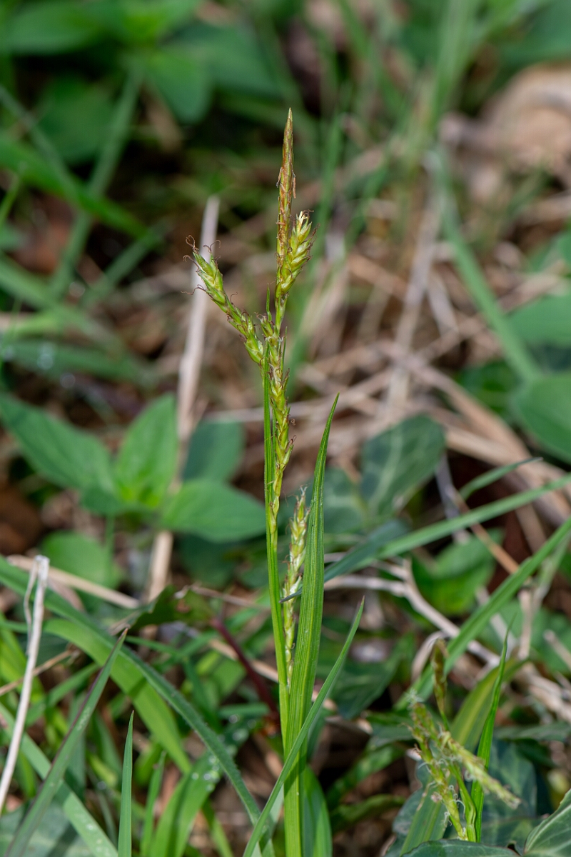 David Plant Photography - Wildlife Photography - Wood sedge - E.jpg - Wood sedge, flower spike - Avon
