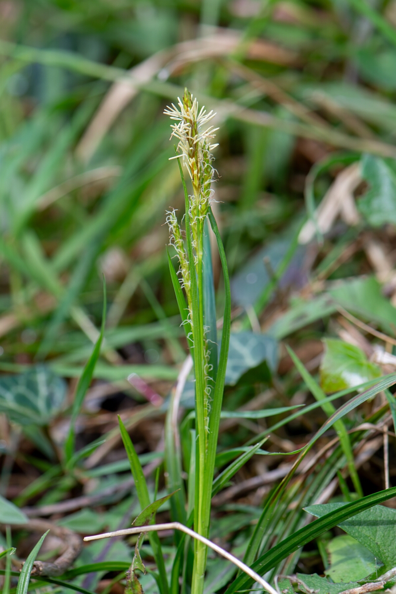 David Plant Photography - Wildlife Photography - Wood sedge - F.jpg - Wood sedge, flower spike - Avon