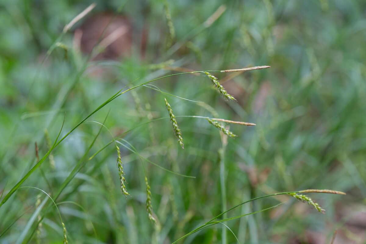 David Plant Photography - Wildlife Photography - Wood sedge - H.jpg - Wood sedge, Carex sylvatica, flowering spike - North Somerset