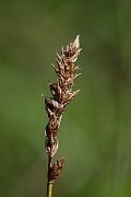 David Plant Photography - Wildlife Photography - Brown sedge - A