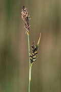 David Plant Photography - Wildlife Photography - Carnation sedge - D