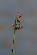 David Plant Photography - Wildlife Photography - Common club-rush - H