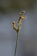 David Plant Photography - Wildlife Photography - Common club-rush - I