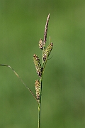 David Plant Photography - Wildlife Photography - Common sedge - B (2)