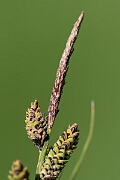 David Plant Photography - Wildlife Photography - Common sedge - C (2)