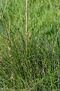 David Plant Photography - Wildlife Photography - Common sedge - D