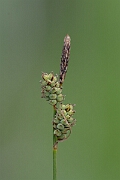 David Plant Photography - Wildlife Photography - Downy-fruited sedge - A