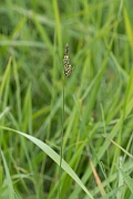 David Plant Photography - Wildlife Photography - Downy-fruited sedge - B
